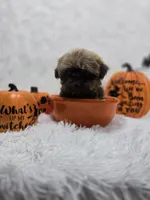 Chulo, a male Shih Tzu for sale in Hialeah, FL – 6 of 7