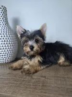 Honey love, a male Yorkshire Terrier for sale in Hialeah, FL – 8 of 9
