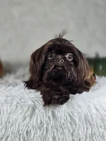 Honey , a male Shih Tzu for sale in Hialeah, FL – 3 of 7