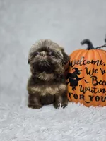 Chulo, a male Shih Tzu for sale in Hialeah, FL – 2 of 7
