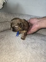 Chulo, a male Shih Tzu for sale in Hialeah, FL – 5 of 9