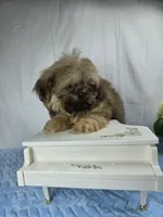 Sweetie pie, a male Shih Tzu for sale in Hialeah, FL – 6 of 7