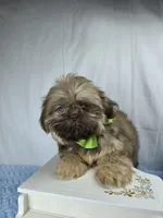 Sweetie pie, a male Shih Tzu for sale in Hialeah, FL – 3 of 7