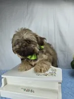 Sweetie pie, a male Shih Tzu for sale in Hialeah, FL – 4 of 7