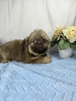 Sweetie pie, a male Shih Tzu for sale in Hialeah, FL – 7 of 7