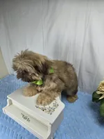 Sweetie pie, a male Shih Tzu for sale in Hialeah, FL – 2 of 7