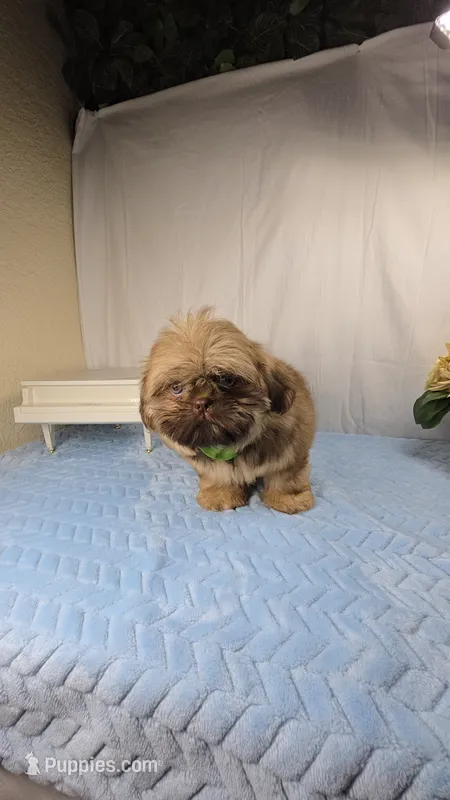 Sweetie pie – Shih Tzu puppy for sale in Hialeah, FL