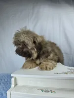 Sweetie pie, a male Shih Tzu for sale in Hialeah, FL – 5 of 7