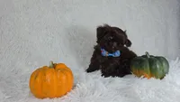 Charlie , a male Shih Tzu for sale in Hialeah, FL – 3 of 5