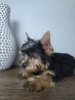 Honey love, a male Yorkshire Terrier for sale in Hialeah, FL – 4 of 9