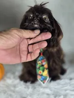 Honey , a male Shih Tzu for sale in Hialeah, FL – 7 of 7