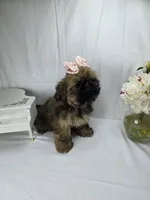 Sassy, a female Shih Tzu for sale in Hialeah, FL – 4 of 10