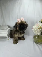 Sassy, a female Shih Tzu for sale in Hialeah, FL – 2 of 10