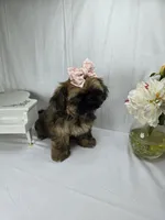 Sassy, a female Shih Tzu for sale in Hialeah, FL – 9 of 10