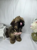 Sassy, a female Shih Tzu for sale in Hialeah, FL – 10 of 10
