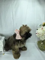 Sassy, a female Shih Tzu for sale in Hialeah, FL – 5 of 10
