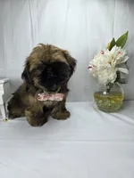 Sassy, a female Shih Tzu for sale in Hialeah, FL – 7 of 10