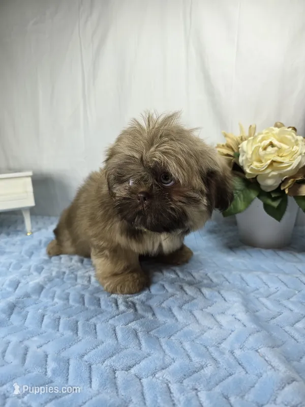 Sassy – Shih Tzu puppy for sale in Hialeah, FL