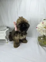 Sassy, a female Shih Tzu for sale in Hialeah, FL – 8 of 10