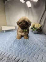 Sassy, a female Shih Tzu for sale in Hialeah, FL – 3 of 10