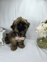 Sassy, a female Shih Tzu for sale in Hialeah, FL – 6 of 10