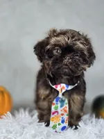 Brownie , a male Shih Tzu for sale in Hialeah, FL – 2 of 6