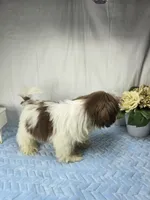 Chico, a male Shih Tzu for sale in Hialeah, FL – 5 of 8