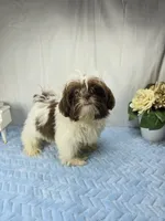 Chico, a male Shih Tzu for sale in Hialeah, FL – 4 of 8