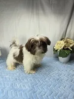 Chico, a male Shih Tzu for sale in Hialeah, FL – 8 of 8