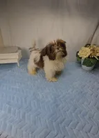 Chico, a male Shih Tzu for sale in Hialeah, FL – 2 of 8