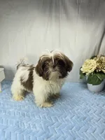 Chico, a male Shih Tzu for sale in Hialeah, FL – 7 of 8