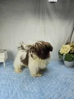 Chico, a male Shih Tzu for sale in Hialeah, FL – 3 of 8