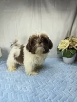 Chico, a male Shih Tzu for sale in Hialeah, FL – 6 of 8