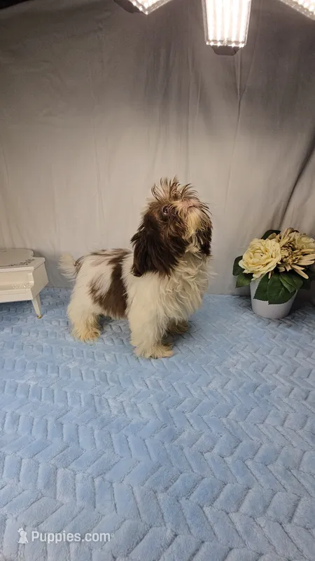 Chico – Shih Tzu puppy for sale in Hialeah, FL