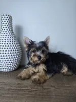 Honey love, a male Yorkshire Terrier for sale in Hialeah, FL – 2 of 9