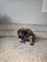 Chulo, a male Shih Tzu for sale in Hialeah, FL – 7 of 9