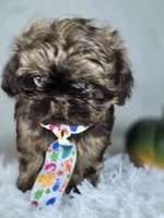 Brownie , a male Shih Tzu for sale in Hialeah, FL – 6 of 6