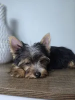 Honey love, a male Yorkshire Terrier for sale in Hialeah, FL – 5 of 9