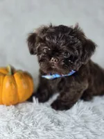 Charlie , a male Shih Tzu for sale in Hialeah, FL – 2 of 5