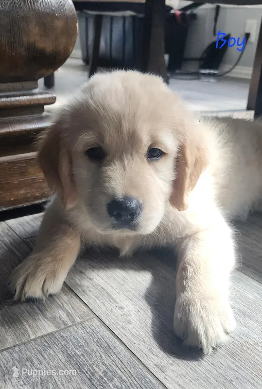 Romeo – Golden Retriever puppy for sale in Austin, TX
