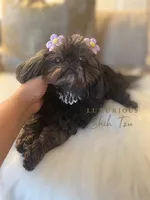 💕AKC RETIRED ADULT SUMI💕, a female Shih Tzu for sale in Los Angeles, CA – 2 of 4