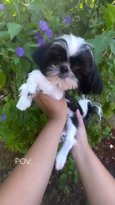 🖤🤍AKC TINY DOMINO🖤🤍, a male Shih Tzu for sale in Los Angeles, CA – 4 of 4