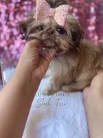 💎AKC TINY CAPRI💎, a female Shih Tzu for sale in Los Angeles, CA – 2 of 5