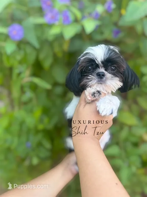 🖤🤍AKC TINY DOMINO🖤🤍 – Shih Tzu puppy for sale in Los Angeles, CA