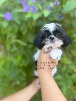 🖤🤍AKC TINY DOMINO🖤🤍, a male Shih Tzu for sale in Los Angeles, CA – 1 of 4