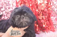 AKC SMOKY, a male Shih Tzu for sale in Los Angeles, CA – Photo 2 of 3