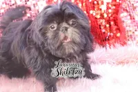 AKC SMOKY, a male Shih Tzu for sale in Los Angeles, CA – Photo 3 of 3