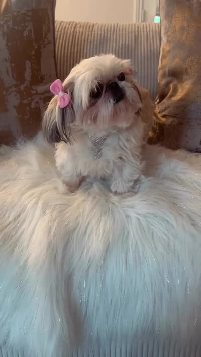 💕AKC RETIRED ADULT POSH💕, a female Shih Tzu for sale in Los Angeles, CA – 4 of 4