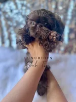 🍫AKC  TINY CHARLIE BROWN🍫, a male Shih Tzu for sale in Los Angeles, CA – 2 of 4