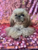 Tiny Honey, a female Shih Tzu for sale in Los Angeles, CA – 3 of 4